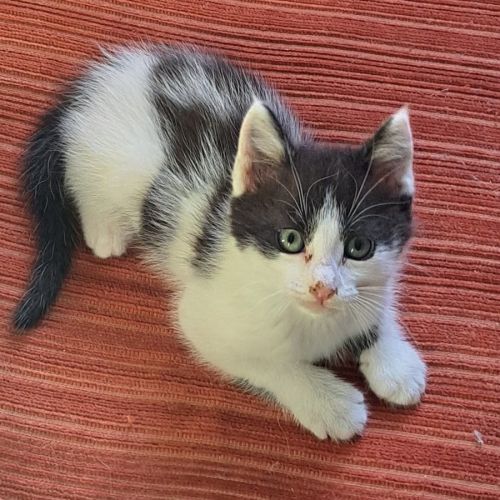 Antidote, adorable chaton à l'adoption #0