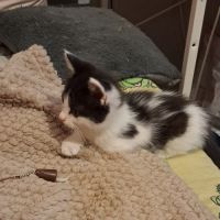 Antidote, adorable chaton à l'adoption #2