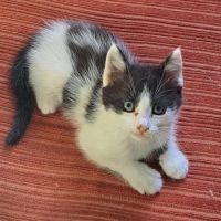 Antidote, adorable chaton à l'adoption