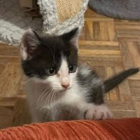 Antidote, adorable chaton à l'adoption #4