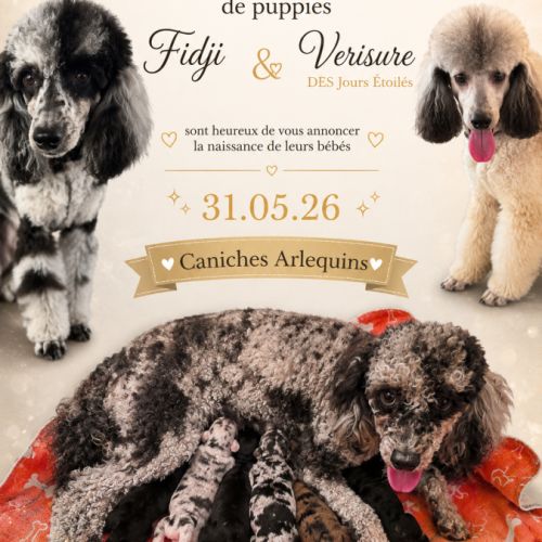 Caniche arlequin nain #3