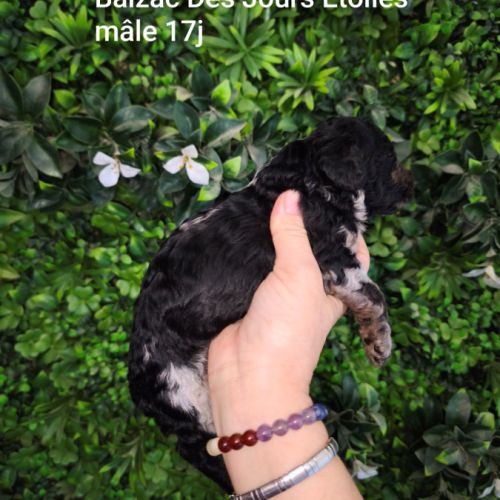 Caniche arlequin nain #10