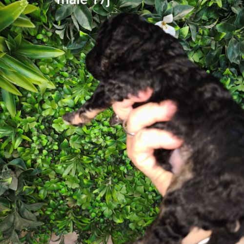 Caniche arlequin nain #11