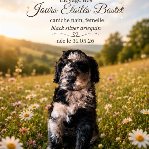 Caniche arlequin nain #7