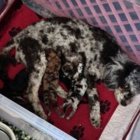 Caniche arlequin nain #2