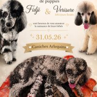 Caniche arlequin nain #3
