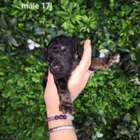 Caniche arlequin nain #4