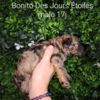 Caniche arlequin nain #7