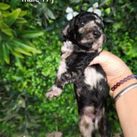 Caniche arlequin nain #8