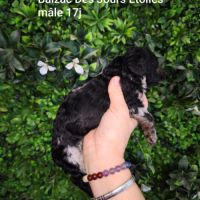 Caniche arlequin nain #10