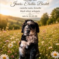 Caniche arlequin nain #7
