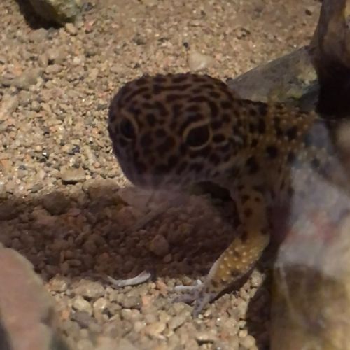 Femelle gecko #1