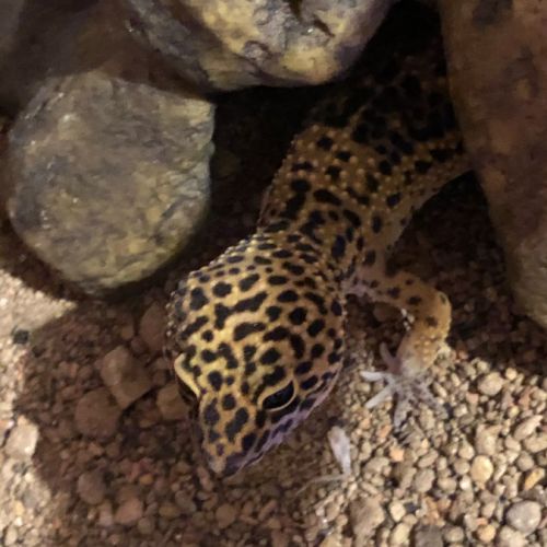 Femelle gecko #3