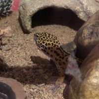 Femelle gecko #0