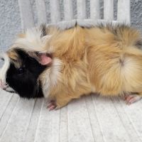 Cochon d'inde mâle #0