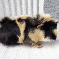 Cochon d'inde mâle #2