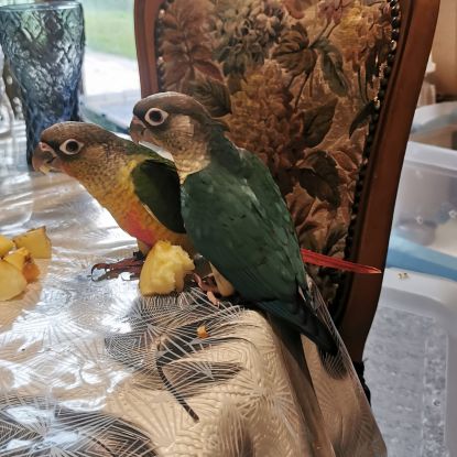Conure molinae #3