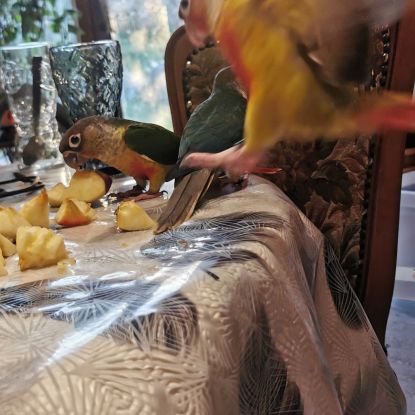 Conure molinae #4