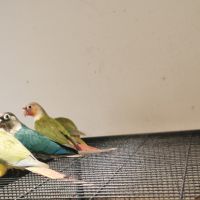 Conure molinae #1