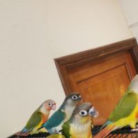 Conure molinae #0