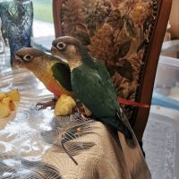Conure molinae #3