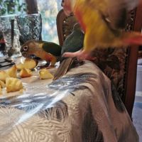 Conure molinae #4