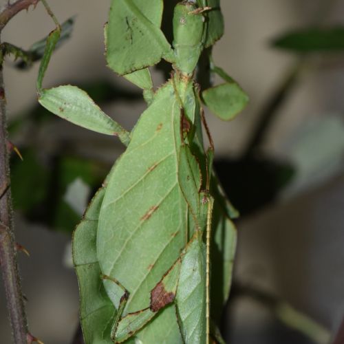 Oeufs de cryptophyllium oyae #0