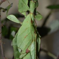 Oeufs de cryptophyllium oyae