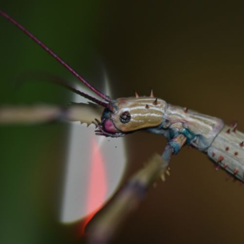 Achrioptera manga (oeufs) #0
