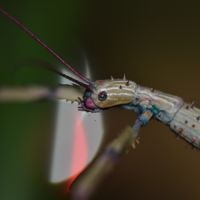 Achrioptera manga (oeufs)