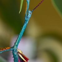 Achrioptera manga (oeufs)