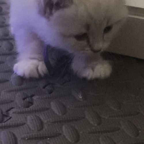 Chatons sibérien loof #1