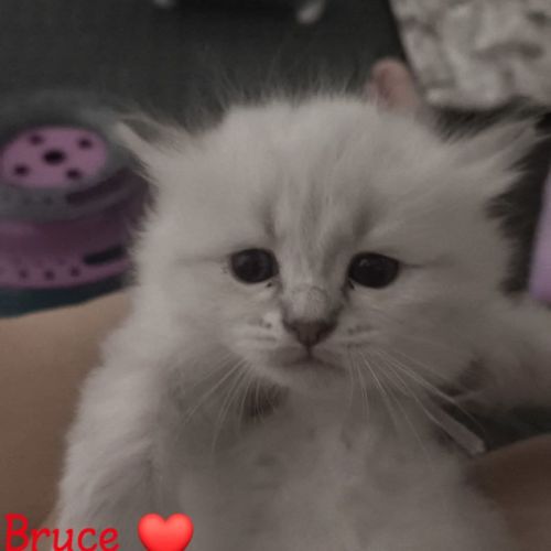 Chatons sibérien loof #0
