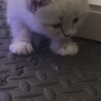Chatons sibérien loof #1