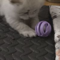 Chatons sibérien loof #2