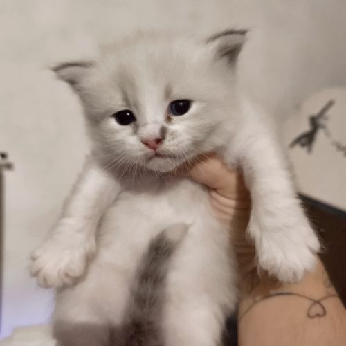 Chaton sibérien loof #1