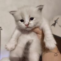 Chaton sibérien loof #1