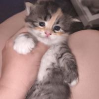 Chaton sibérien loof