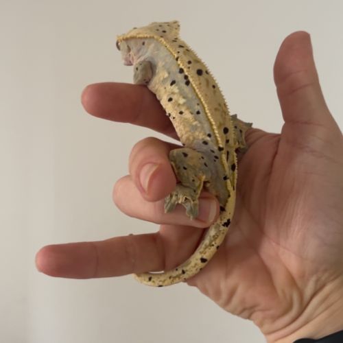 Gecko à crête lily white x dalmatien #2