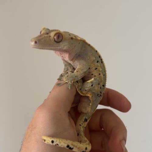 Gecko à crête lily white x dalmatien #5