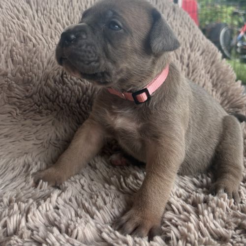 Chiot cane corso #2