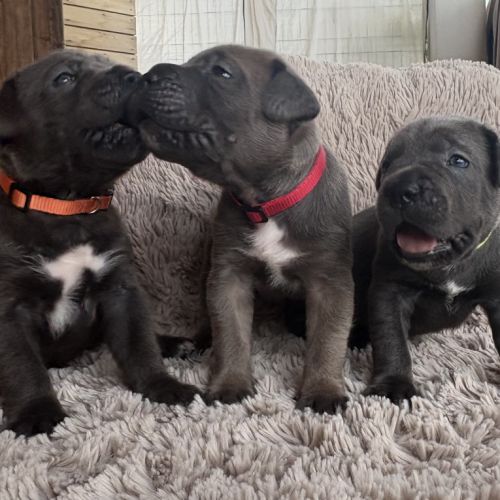 Chiot cane corso #3