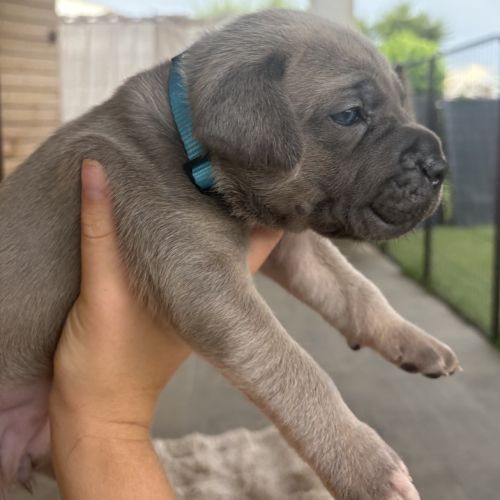 Chiot cane corso #6
