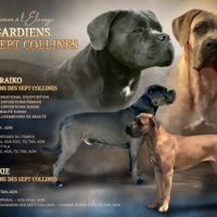 Chiot cane corso #0