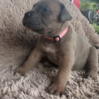 Chiot cane corso #2