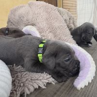 Chiot cane corso #4
