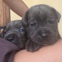 Chiot cane corso #5