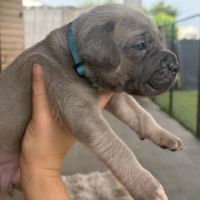Chiot cane corso #6