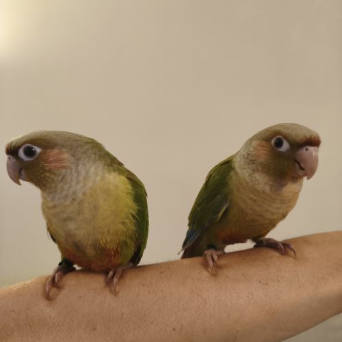 Conure de molina cinnamon eam #2