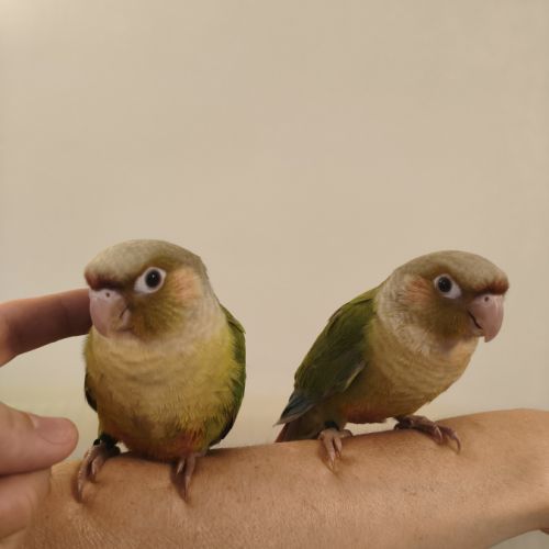 Conure de molina cinnamon eam #3